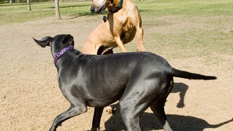 Desert Breeze Dog Park - Las Vegas, NV