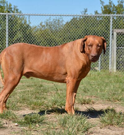 Desert Breeze Dog Park - Las Vegas, NV