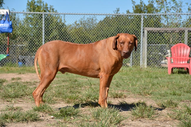 Desert Breeze Dog Park - Las Vegas, NV