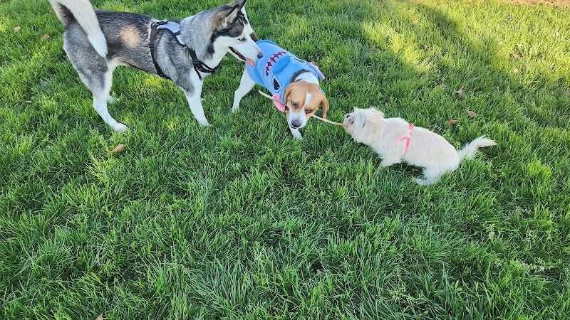 Desert Breeze Dog Park - Las Vegas, NV