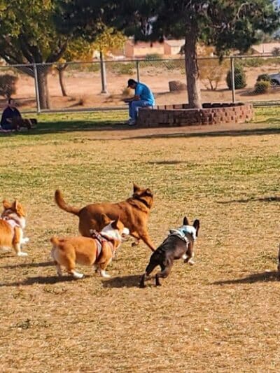 Desert Breeze Park - Las Vegas, NV