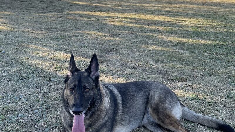 Dog park - Las Vegas, NV