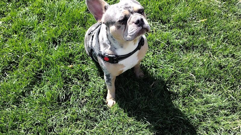 Dog park - Las Vegas, NV