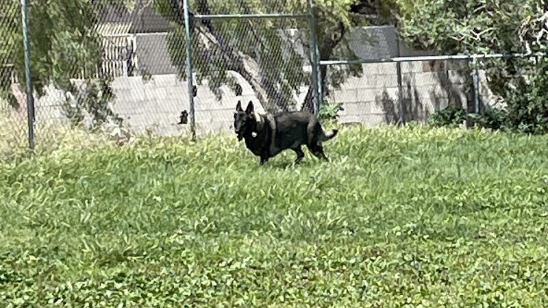 Dog park - Las Vegas, NV