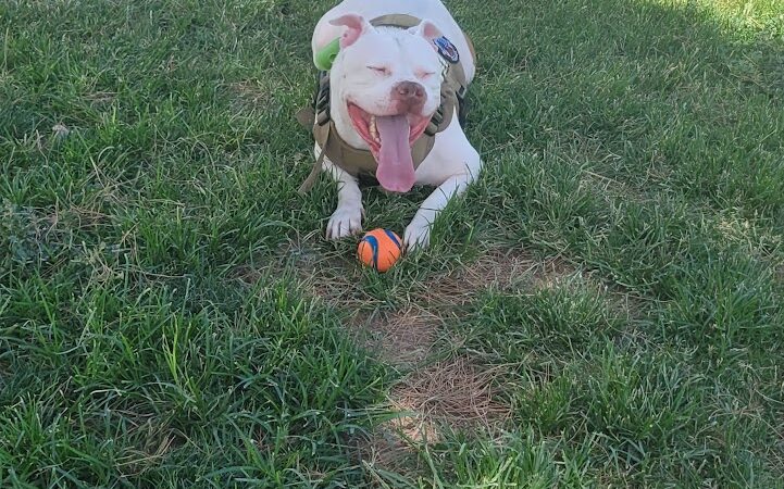 Dog Park - Las Vegas, NV