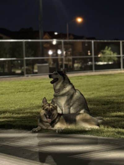 Dog Park - Las Vegas, NV