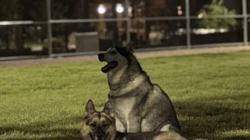 Dog Park - Las Vegas, NV