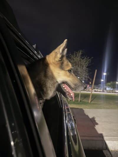 Dog Park - Las Vegas, NV