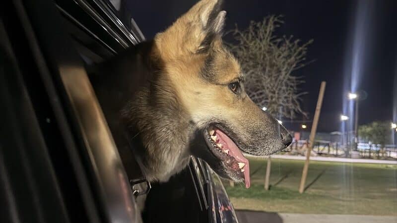 Dog Park - Las Vegas, NV