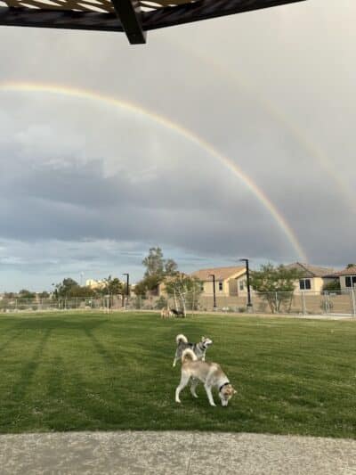 Dog Park - Las Vegas, NV