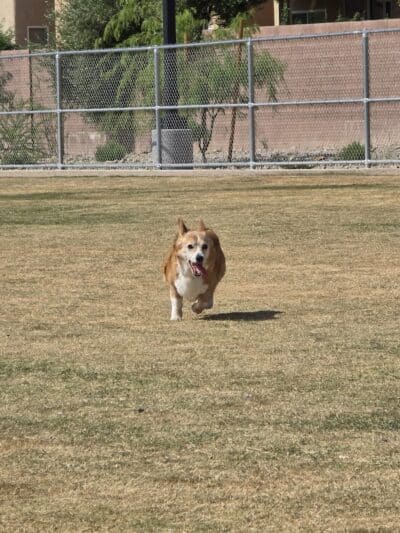 Dog Park - Las Vegas, NV