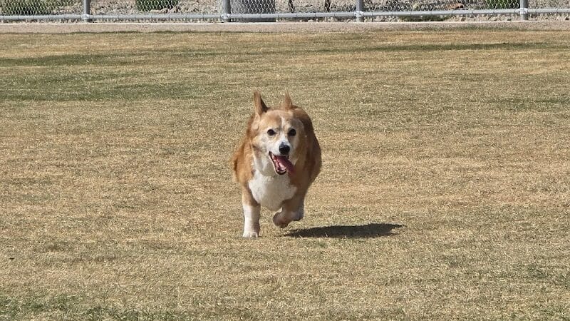 Dog Park - Las Vegas, NV
