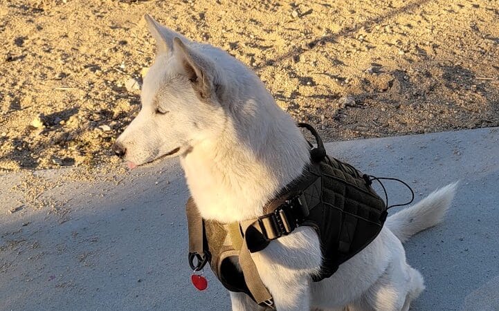 Dog Park - Las Vegas, NV