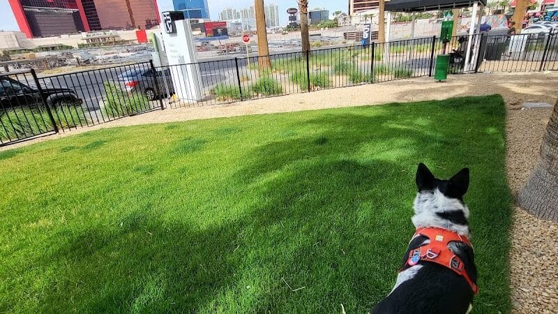 Fashion Show Mall Dog "Park" - Las Vegas, NV