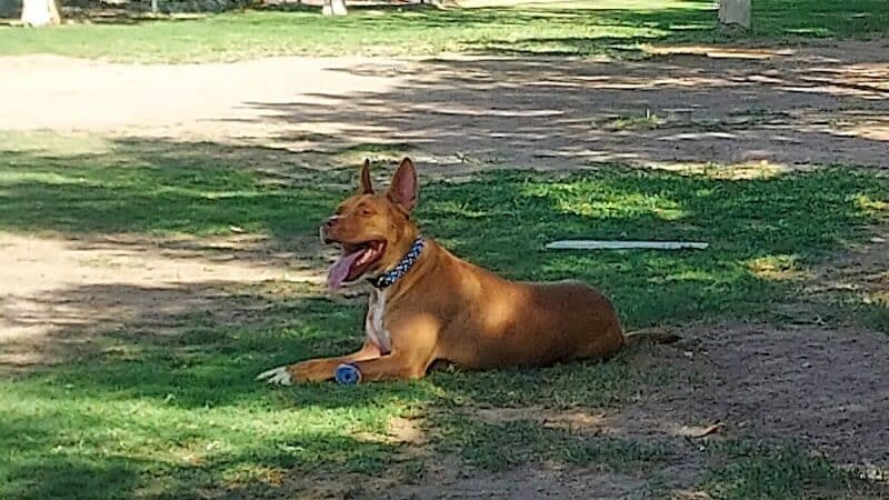 Fire Station Dog Park - Las Vegas, NV