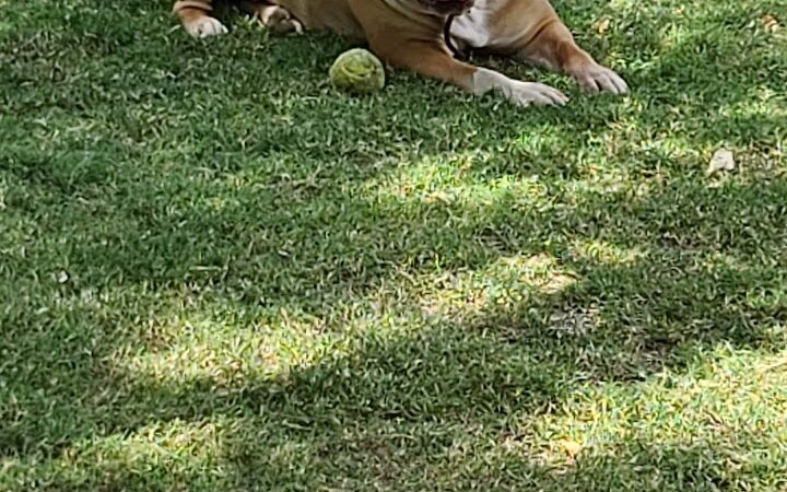 Fire Station Dog Park - Las Vegas, NV