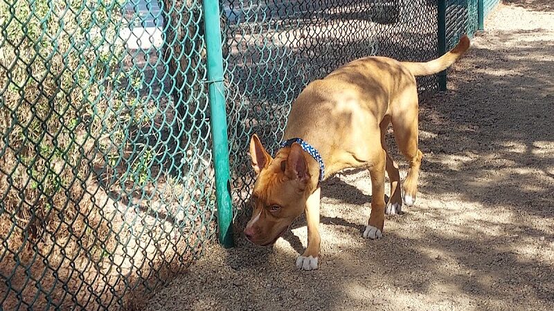 Fire Station Dog Park - Las Vegas, NV