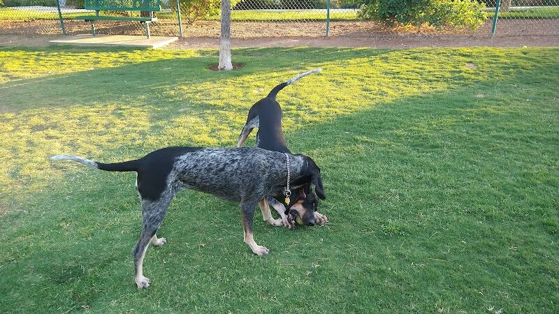 Fire Station Dog Park - Las Vegas, NV