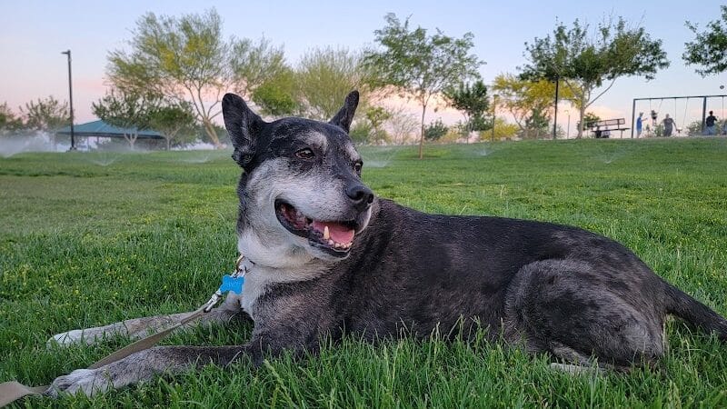 Huckleberry Park - Las Vegas, NV