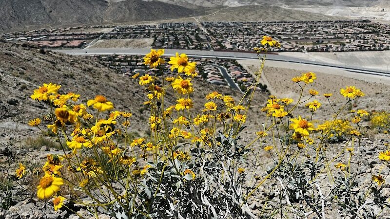 Lone Mountain Trailhead - Las Vegas, NV