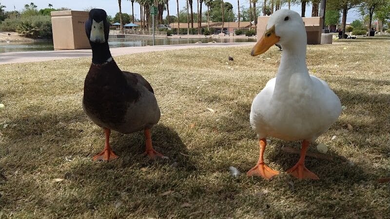 Lorenzi Park - Las Vegas, NV