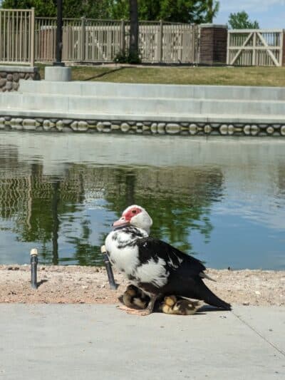 Lorenzi Park - Las Vegas, NV