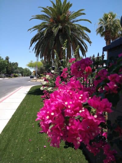 Mary Dutton Park - Las Vegas, NV