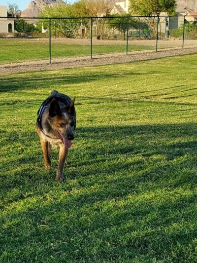 Mountains Edge Dog Park - Las Vegas, NV