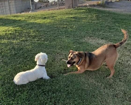 Nellis Meadows Park - Las Vegas, NV