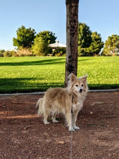 Police Memorial Park - Las Vegas, NV