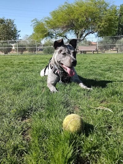 Spring Valley Community Park - Las Vegas, NV