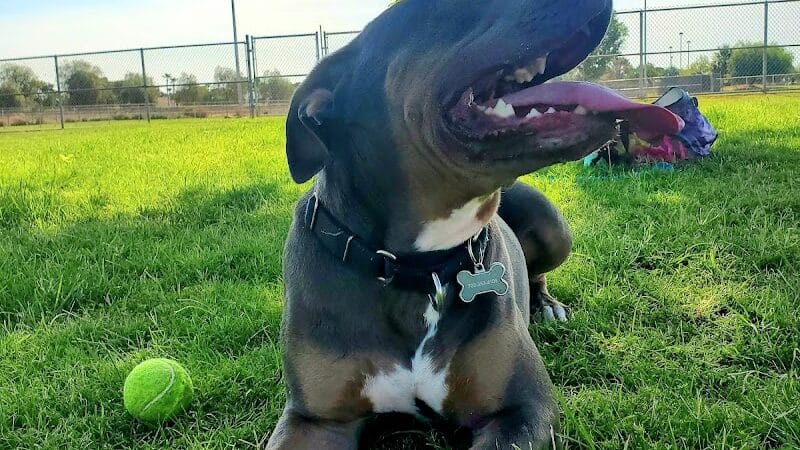 Sunset Dog Park - Las Vegas, NV