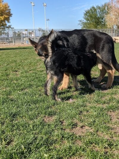 Sunset Dog Park - Las Vegas, NV
