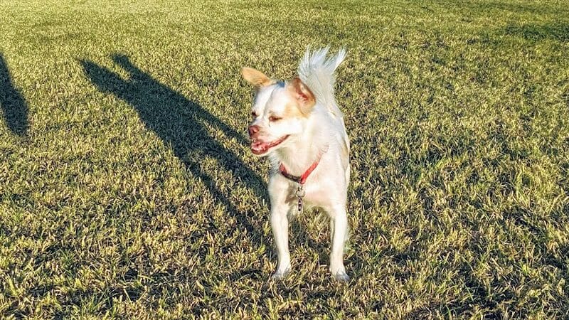 Sunset Dog Park - Las Vegas, NV
