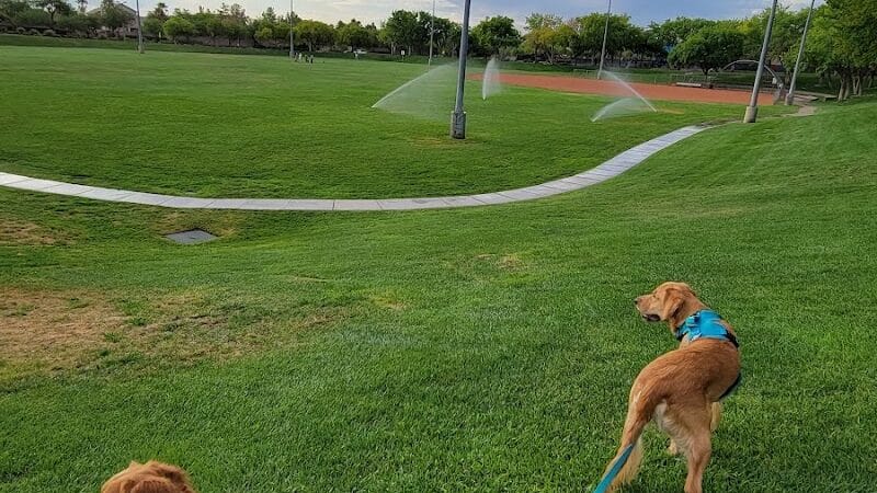 The Willows Park & Pool - Las Vegas, NV