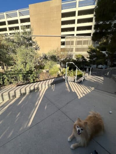 Vdara Dog Park - Las Vegas, NV