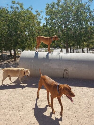 Winding Trails Park - Las Vegas, NV