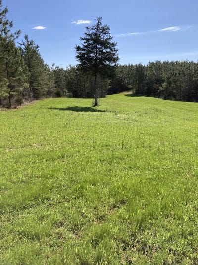 Cliff Pitts WMA parking - Laurens, SC