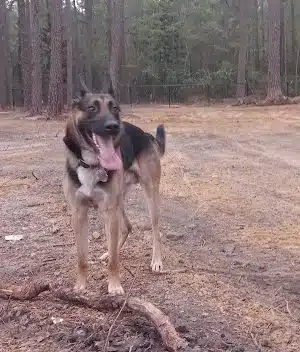 Laurinburg Dog Park - Laurinburg, NC