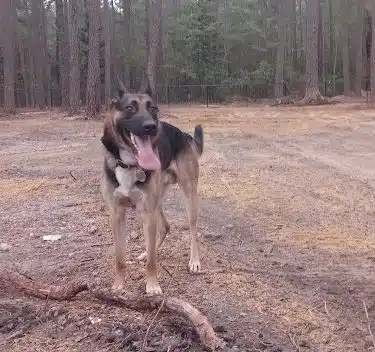 Laurinburg Dog Park - Laurinburg, NC