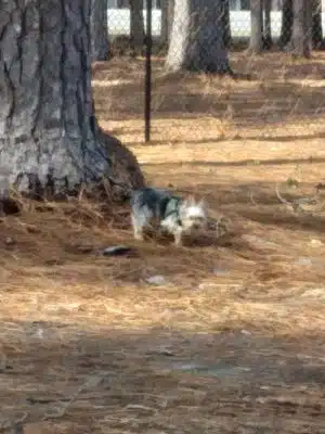 Laurinburg Dog Park - Laurinburg, NC
