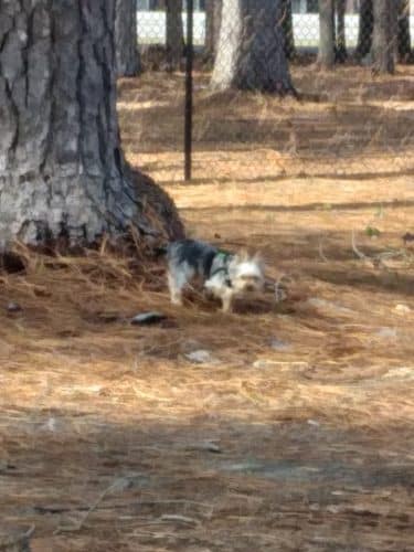 Laurinburg Dog Park - Laurinburg, NC