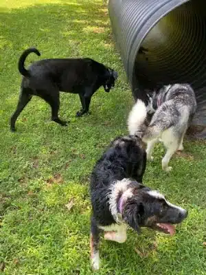 Mitzi L. Sweet Memorial Dog Park