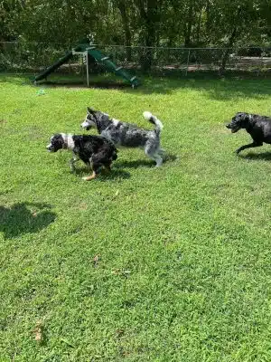 Mitzi L. Sweet Memorial Dog Park
