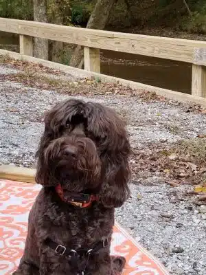 Mitzi L. Sweet Memorial Dog Park