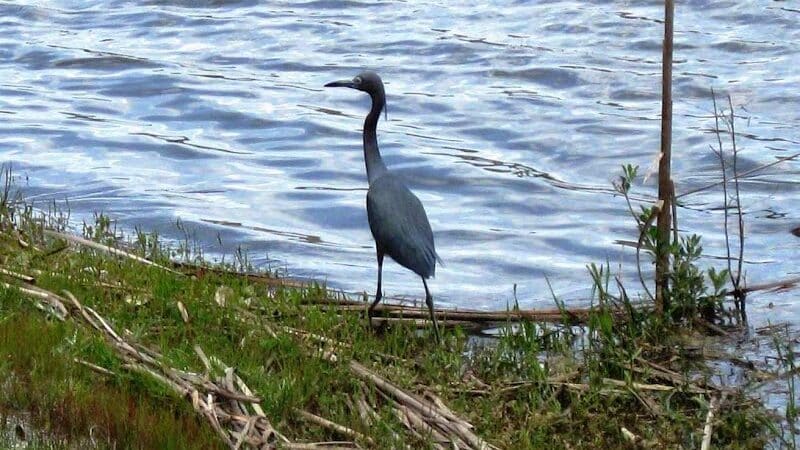 Brunswick Forest Boardwalk - Leland, NC