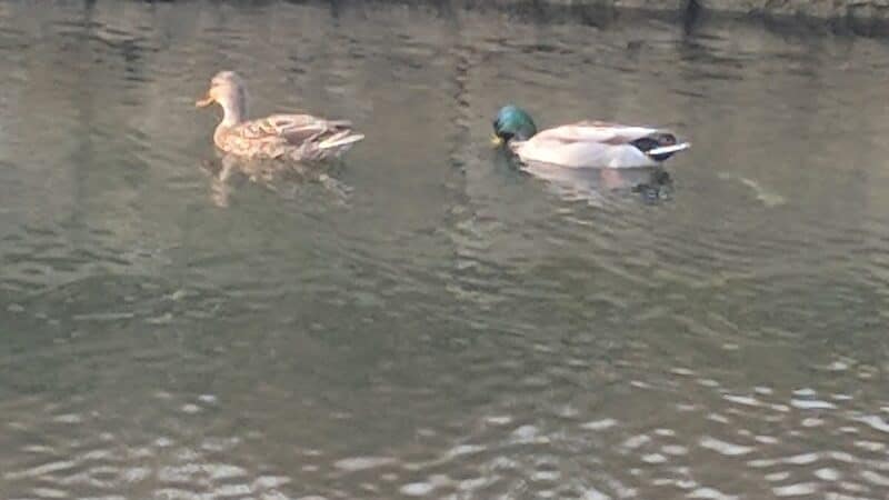 Central Green Park - Lenexa, KS