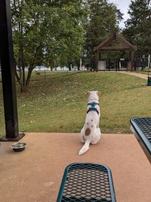 Dog Park