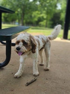 Dog Park