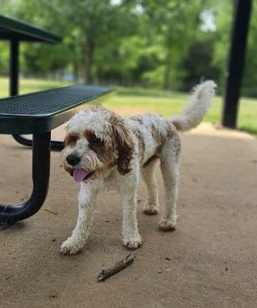 Dog Park